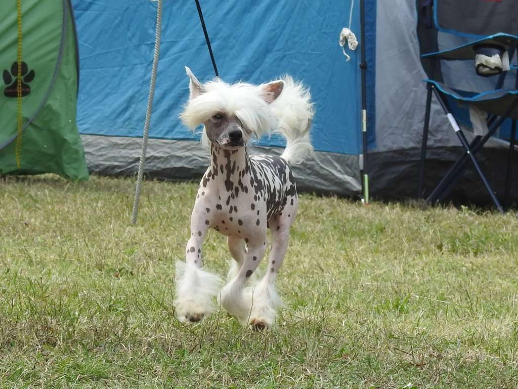 Fundoklia-völgyi Kaszanics Chicago