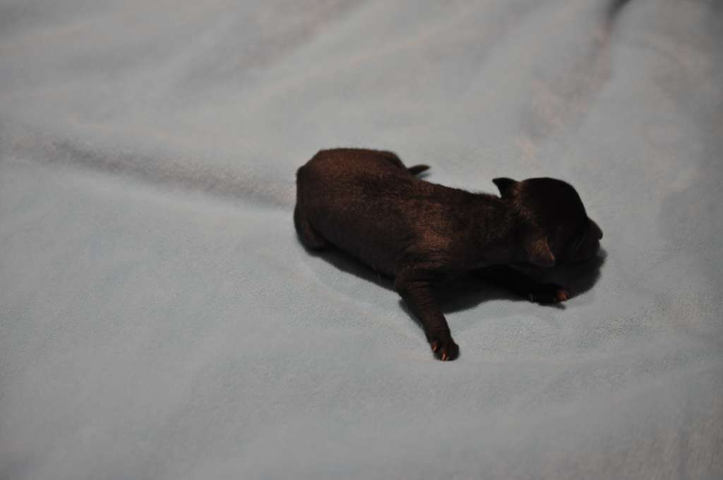 Tina Du Pré des Trolls