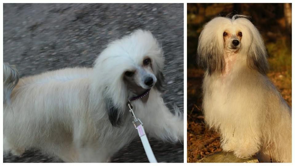 Joyway's You're My Sunshine