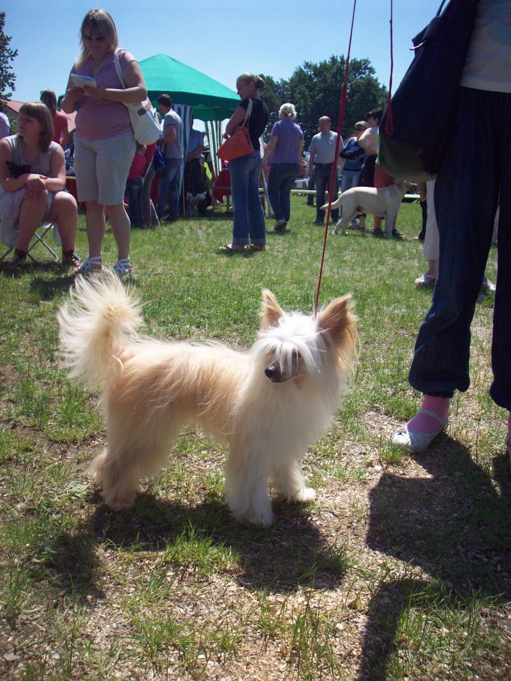 Arman iz Vanil"nyh Snow