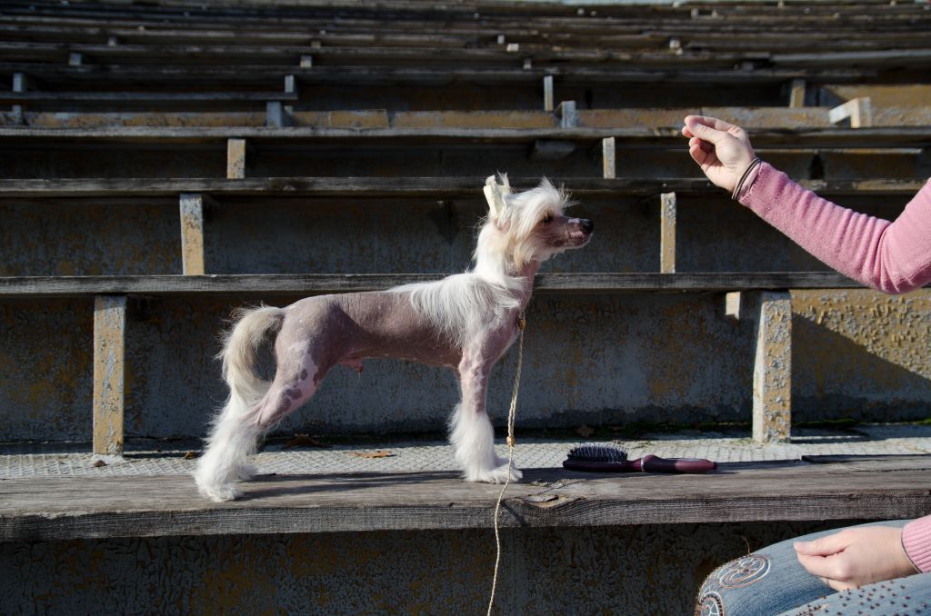 Hohlatiy glamour Lider Liv