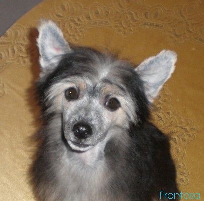 Bastian Jess Black Denis