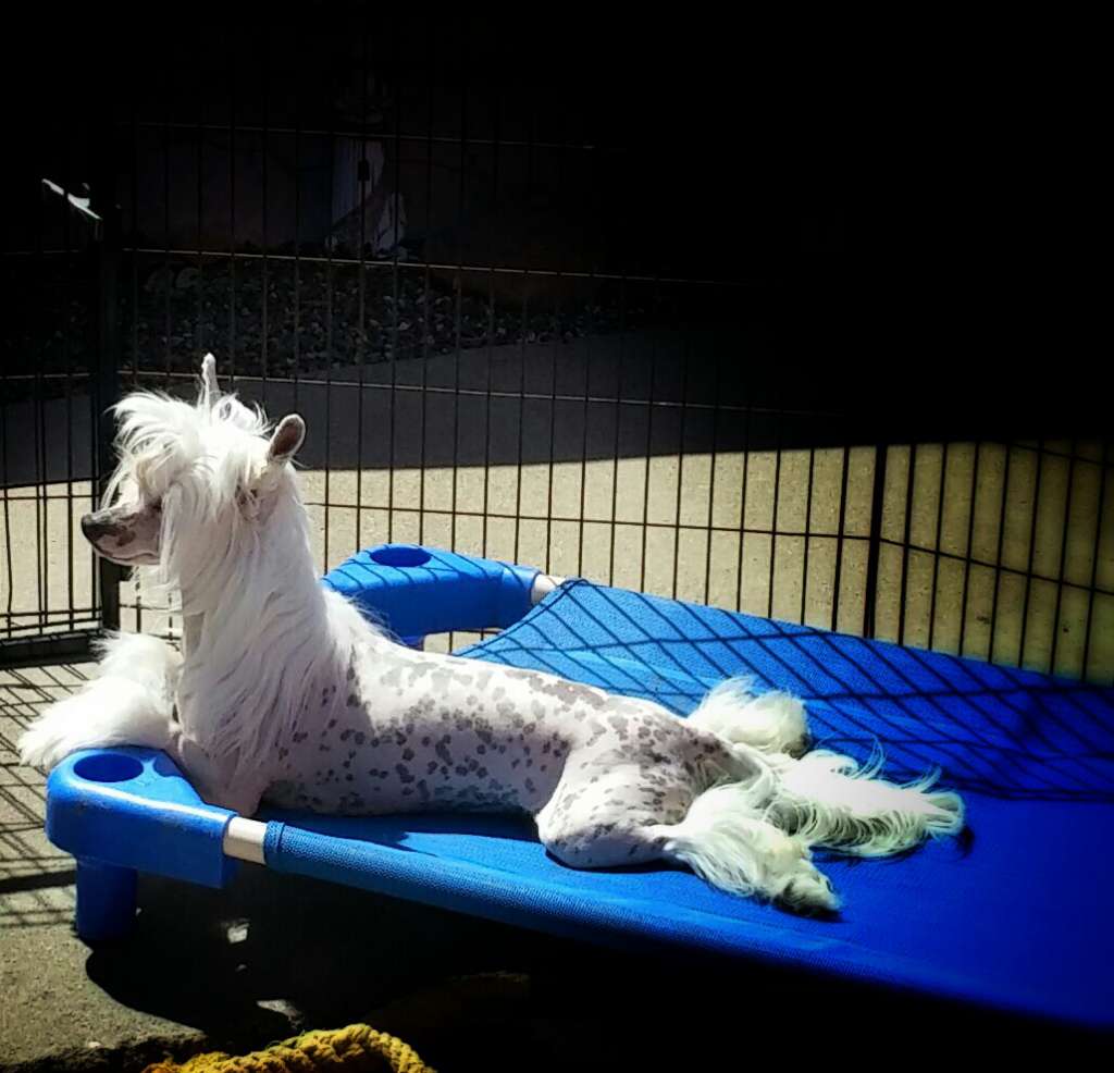 CH Kylins Crystalball Of Roses  PLL/PRA Clear/Norm