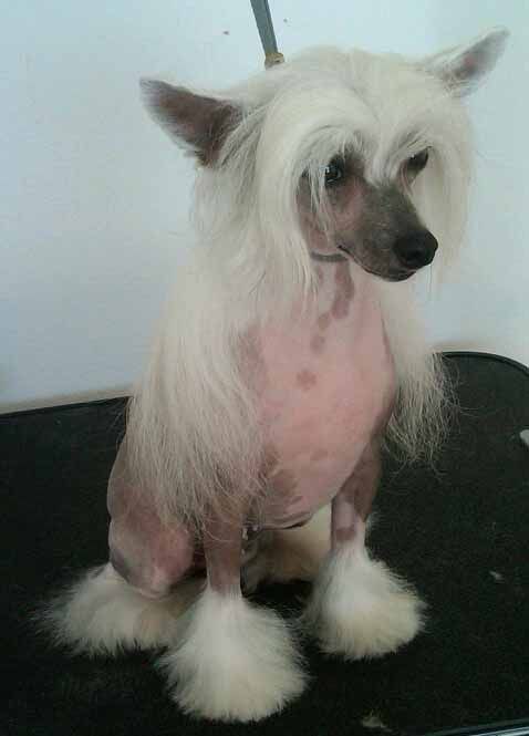 Krishna's Spirit in the Sky