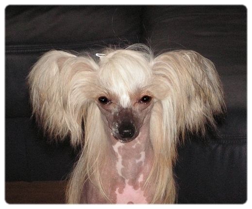 Chanuka Taijan Mahtob