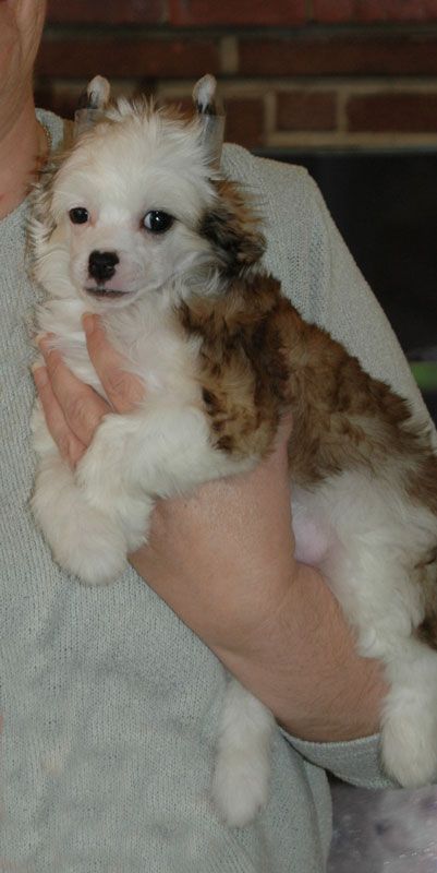 Gipsie Little Champs