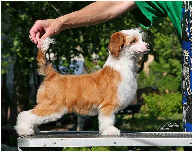 Olegro Katrin Diadema