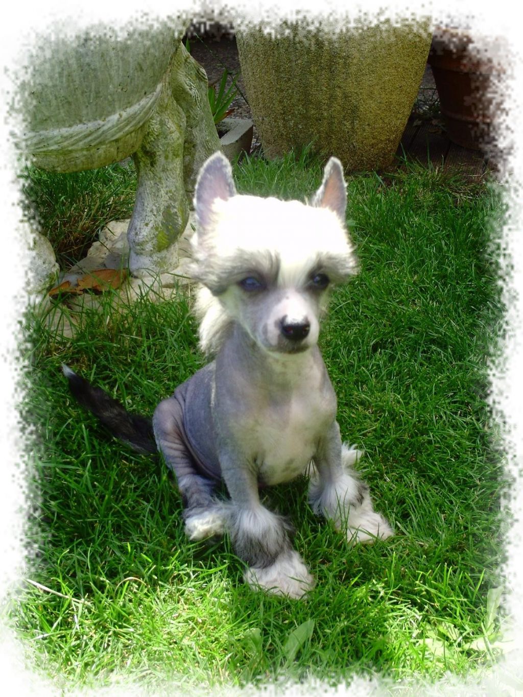 Eagle Blue de L'Eden des Cherubins