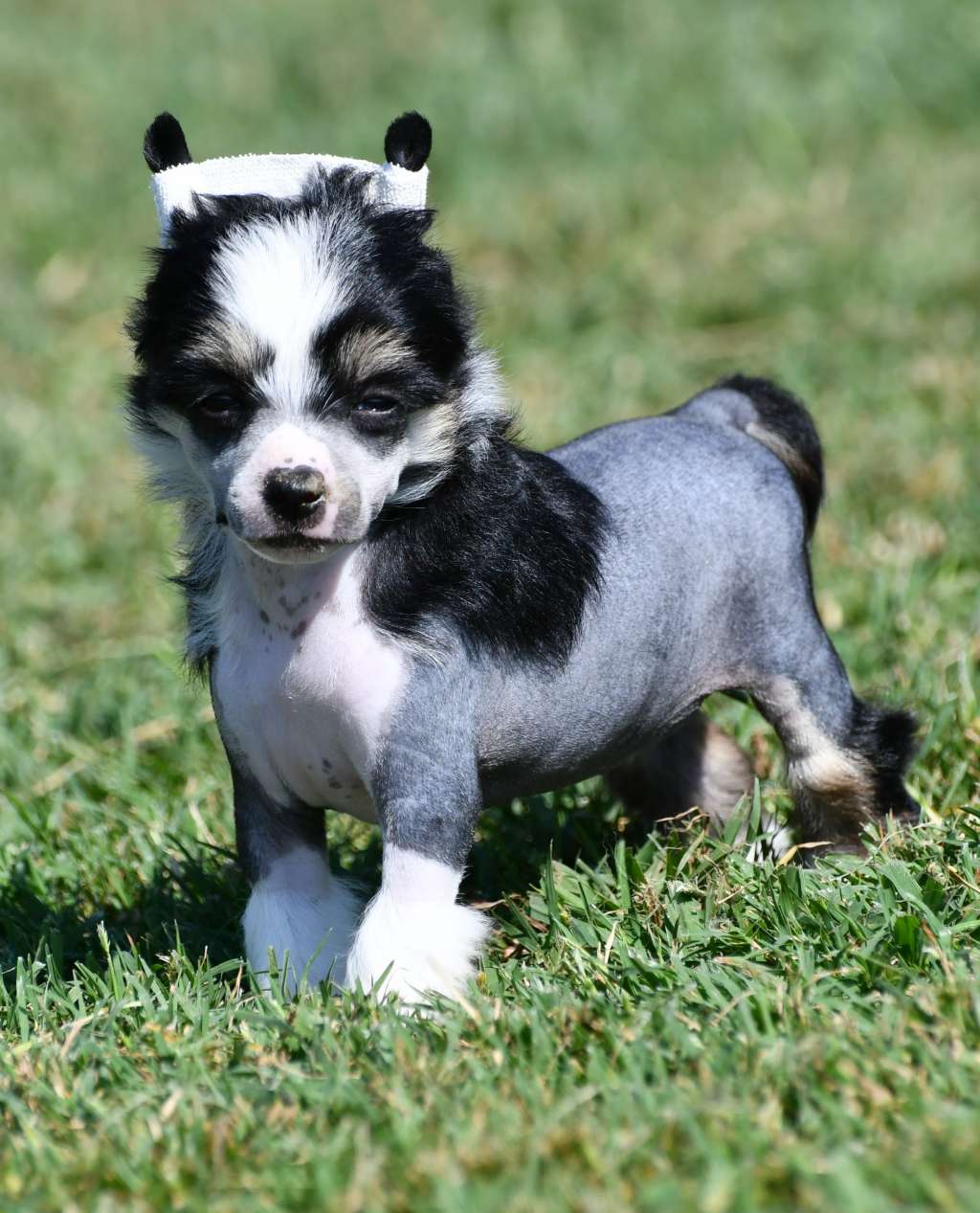 Little Dog Of Dream Oreo Delicious