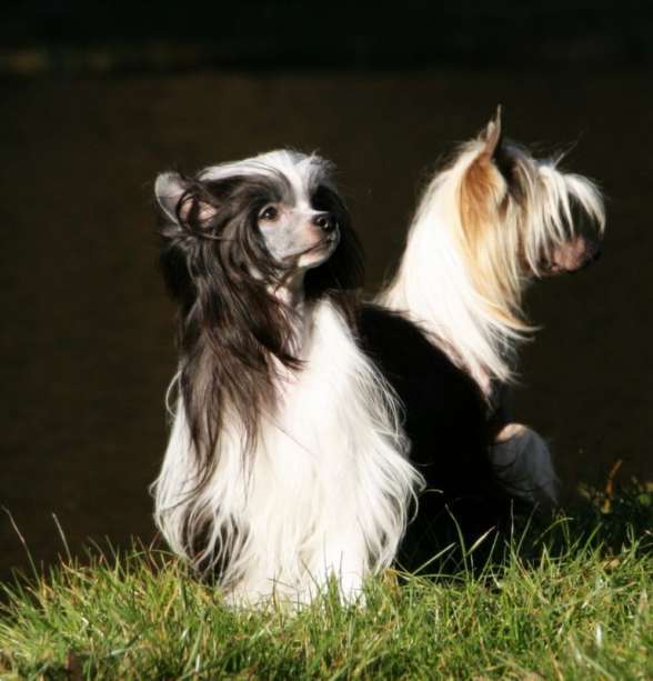 Solino's Treasure Trove