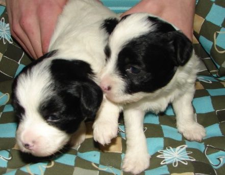 Ya-Legend(I Am Legend)