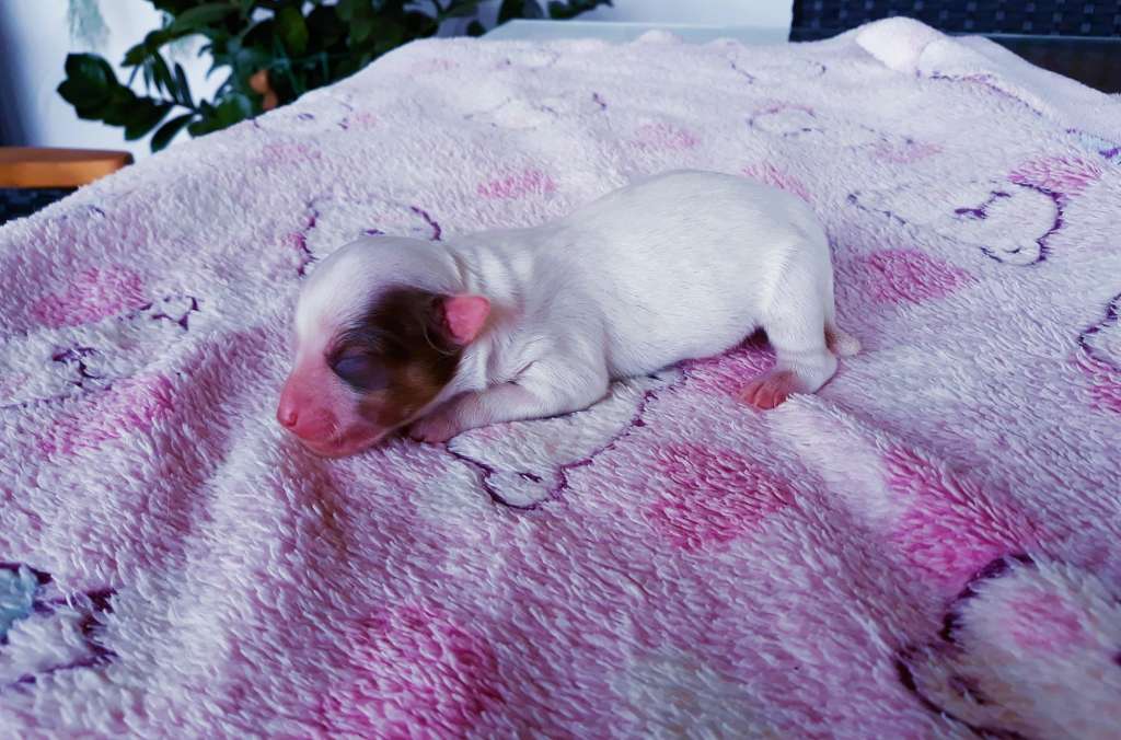 Little Dog Of Dream Roxy