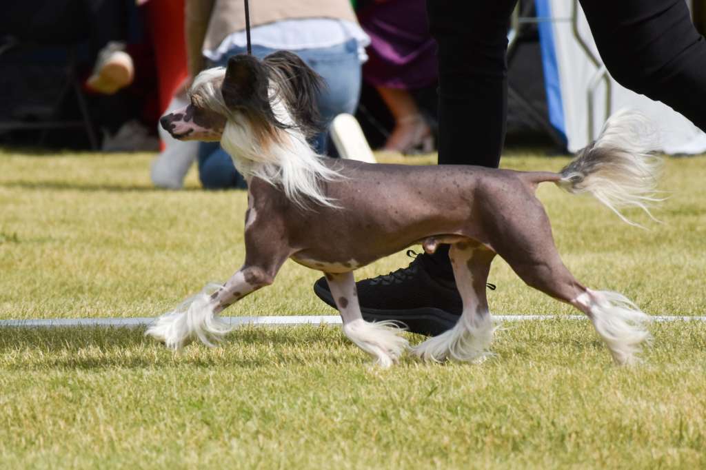Suanho's Nude Nepuyo
