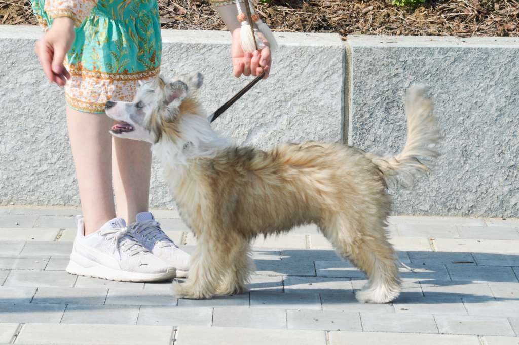 Sukansyöjän Clouded Star