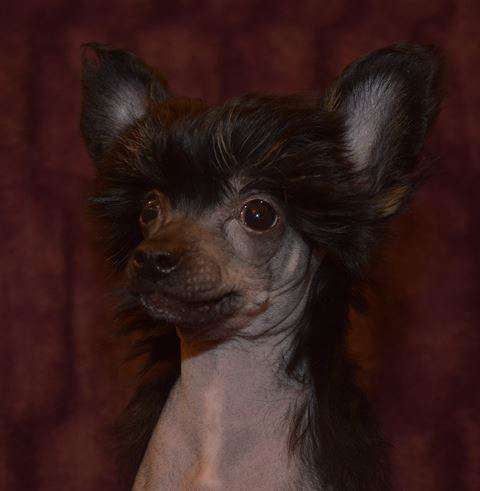 Artic Flyer's Krazy Magic To Zanevi