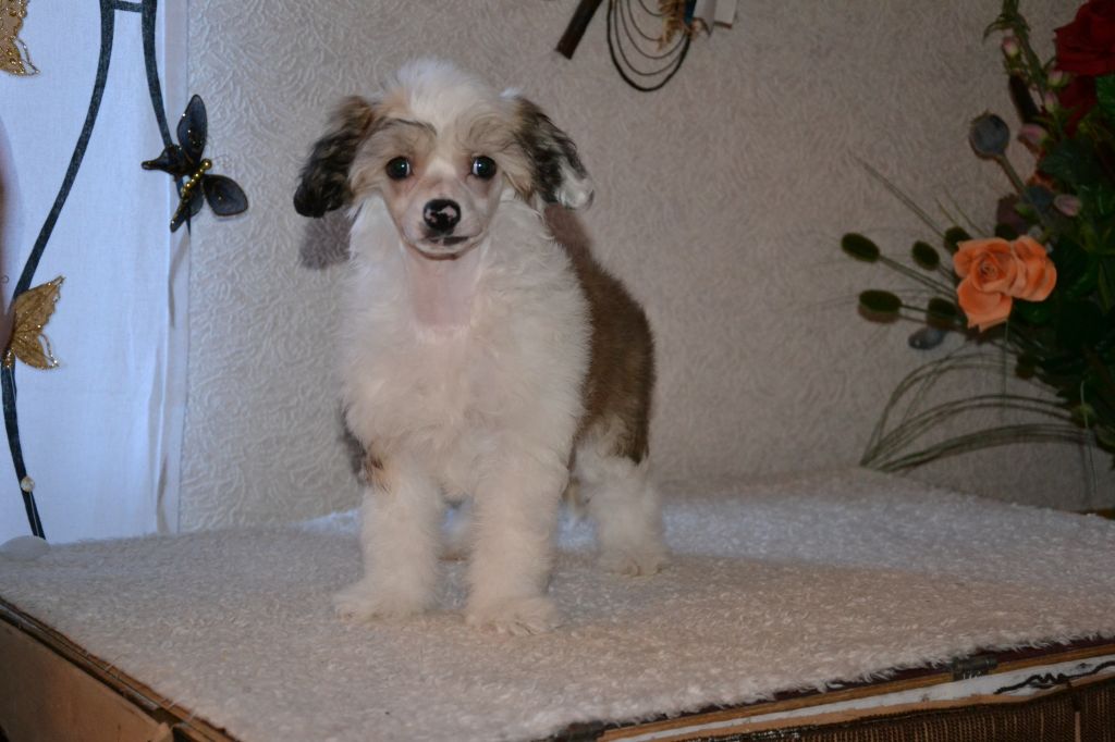 De La Mahafu's GlamMiss Justin