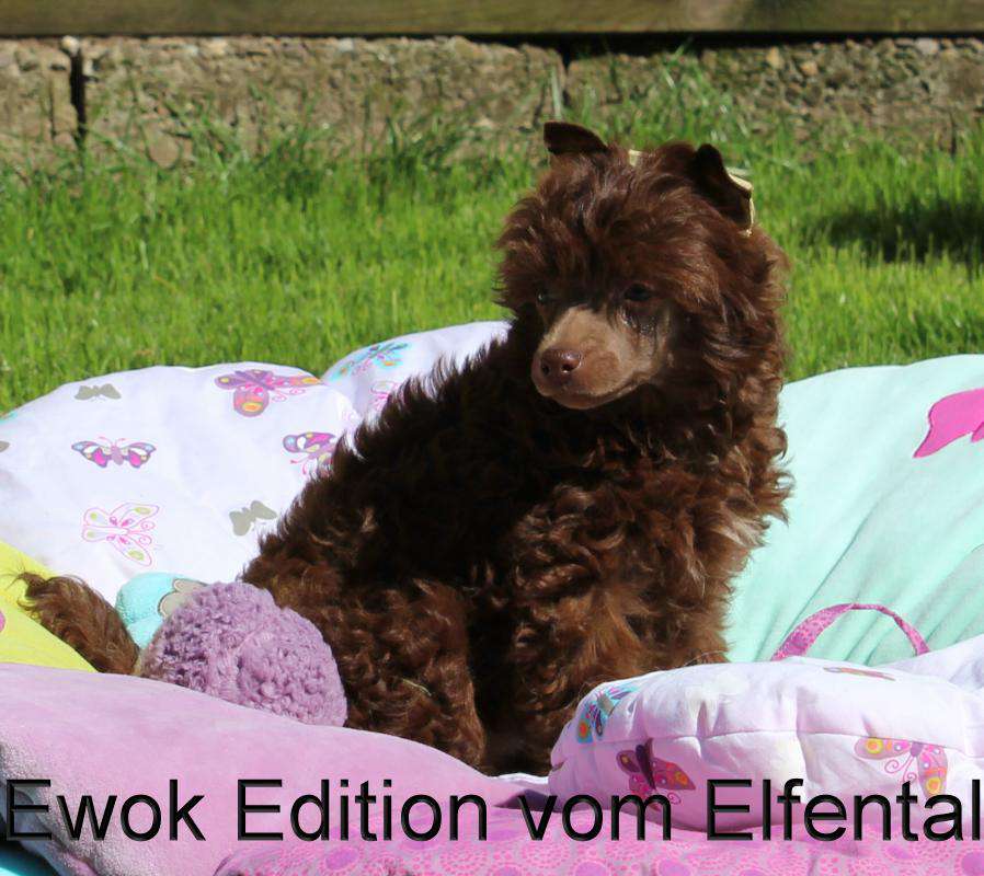 Ewok Edition vom Elfental