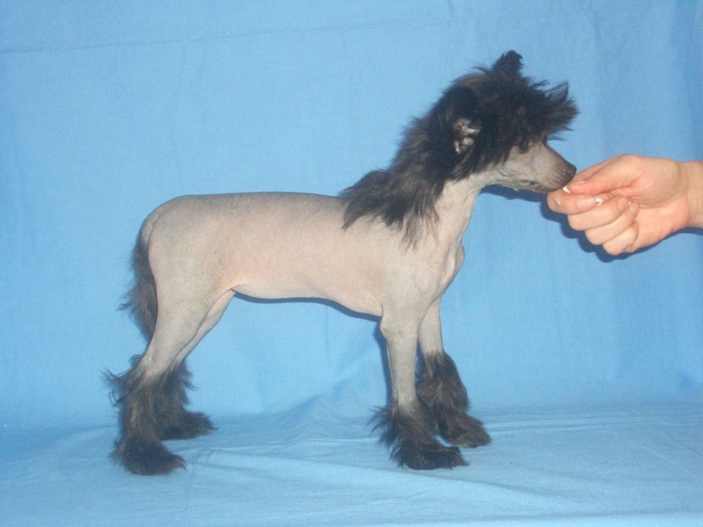 Absolute Magic's Cool I Made It