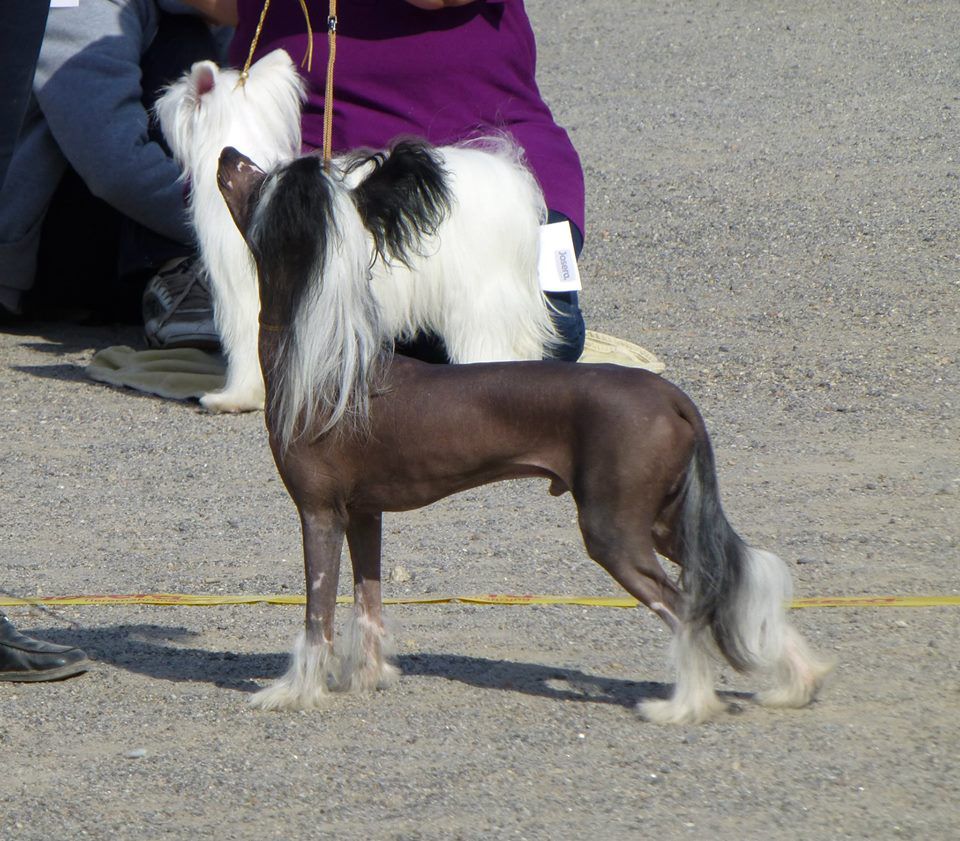 Allegranden Black Obsidian