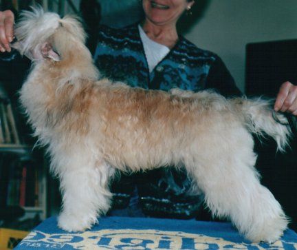 Ishkur's Magni Of Shamar Acres