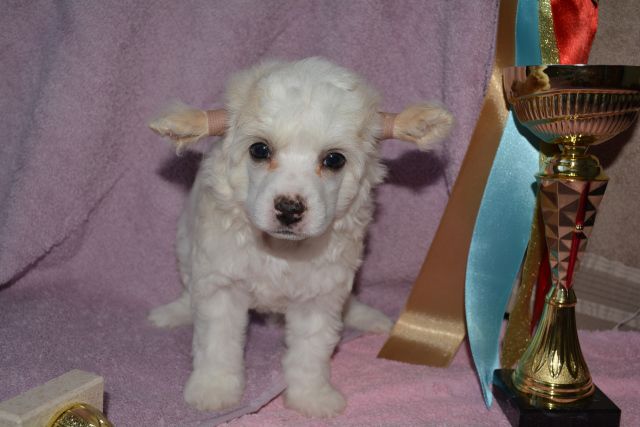 Kitayskiy Potseluy Magic