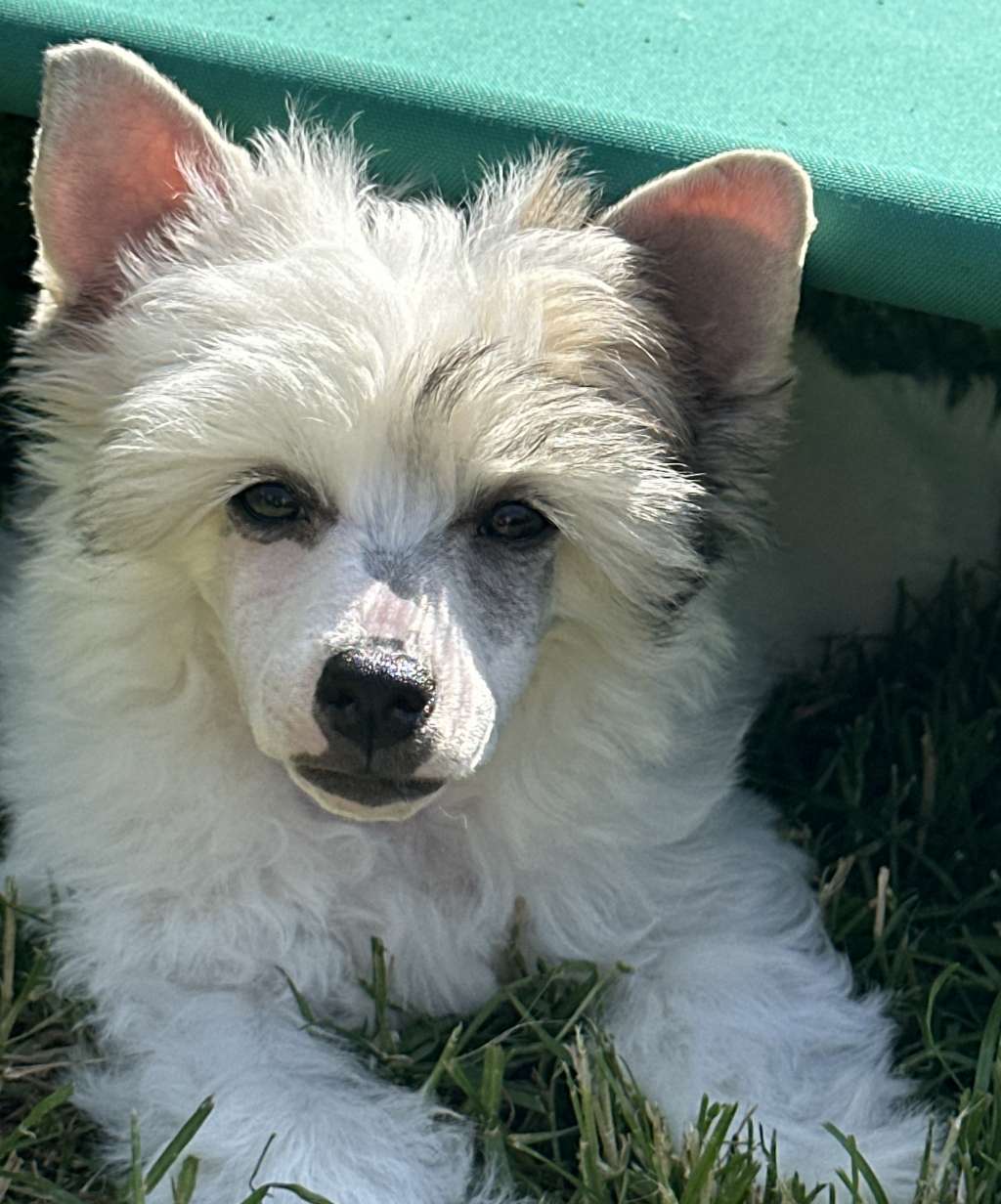 Kremello powder Ankadi