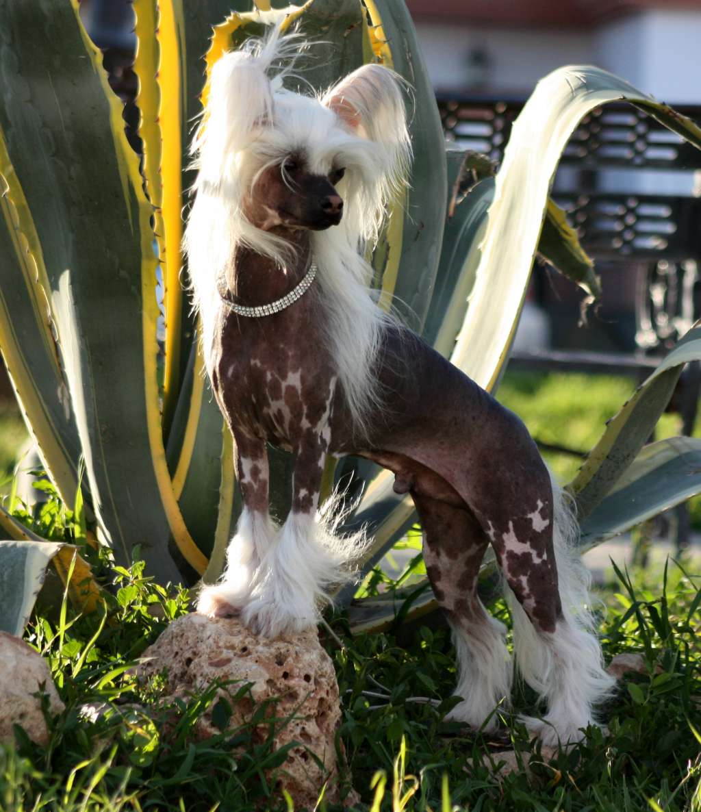 Multi Ch . Multi Grand Ch. - Veteran World Winner 