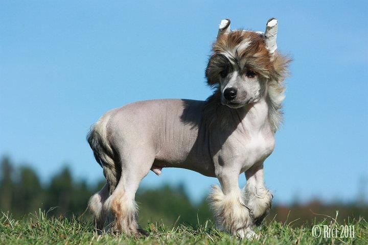 Balian d'Ibelin Maytay's Minng