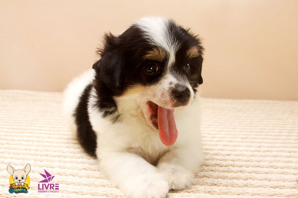 Banana Nanica José Moura Veloso