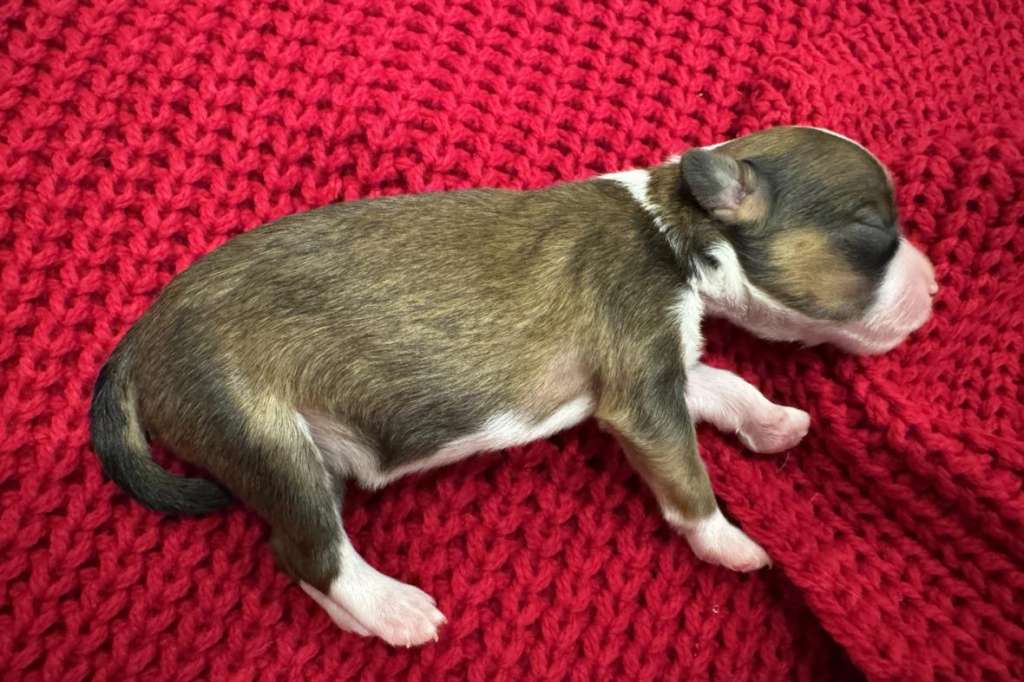 Incanto Del Mondo Red Pepper