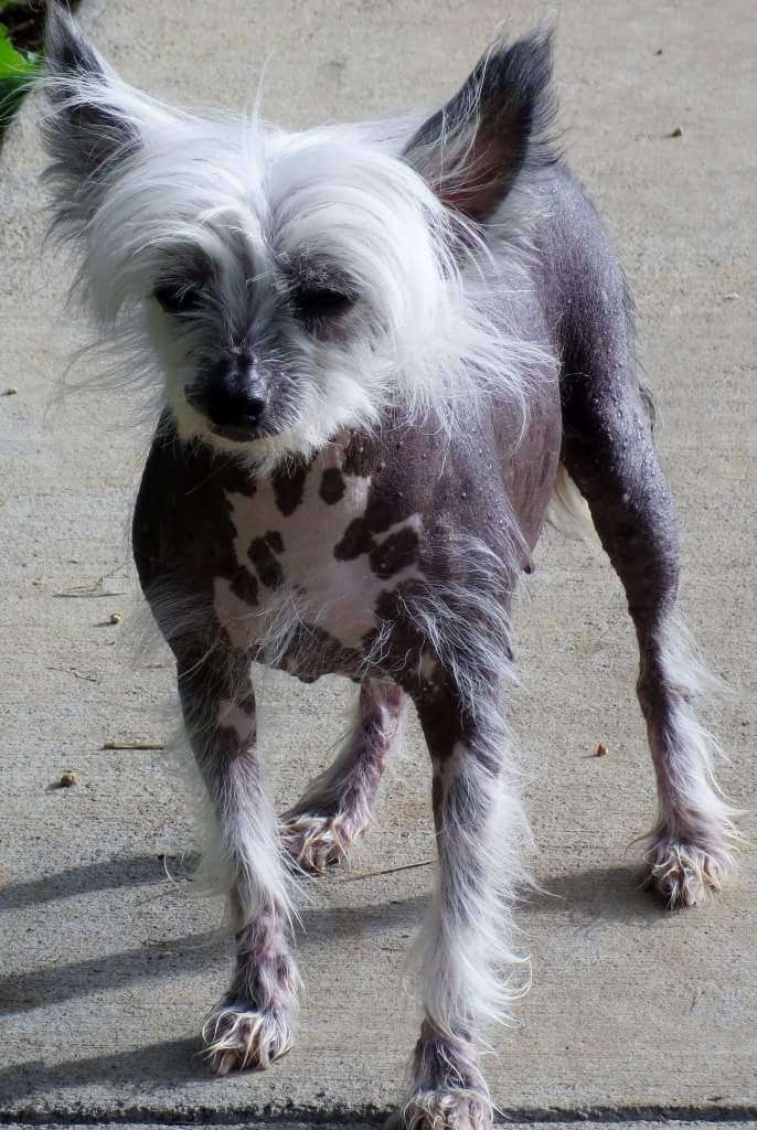 Mija's Princess Di At Nonies