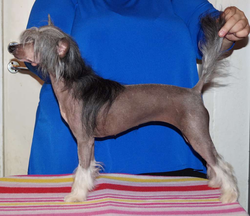 Sun Dan Princess Lily