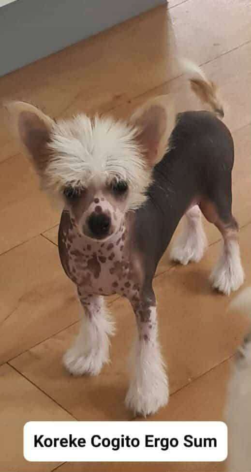 Koreke Cogito Ergo Sum