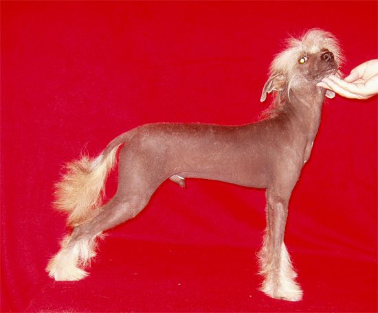 Bi-lav Plus Ego Velichestvo Disney 