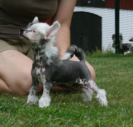 Proud Pony Justify My Love