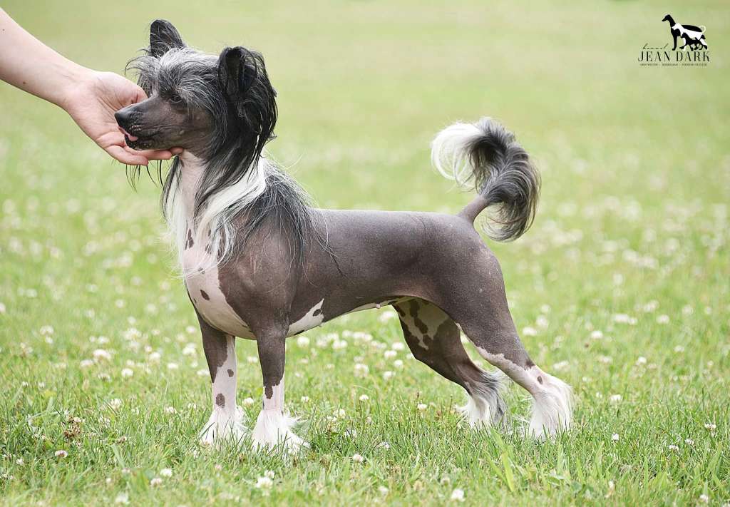 Jean Dark The Wallflower