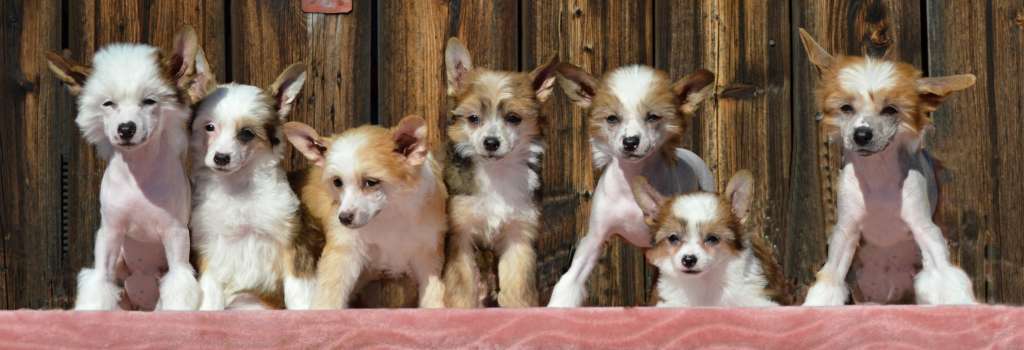 Zimaya Only You z Andelovy dlane