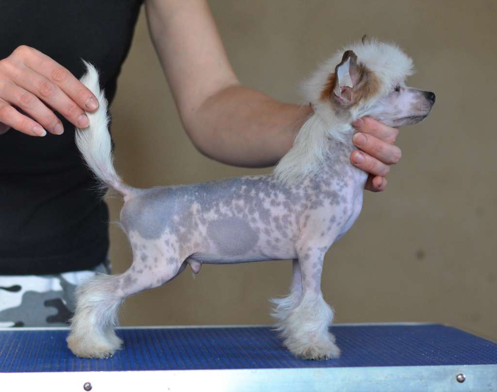 Admiral iz Sozvezdiya Khana