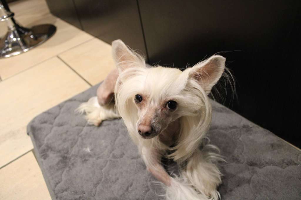 Crystal Hypno Dogs Pandora