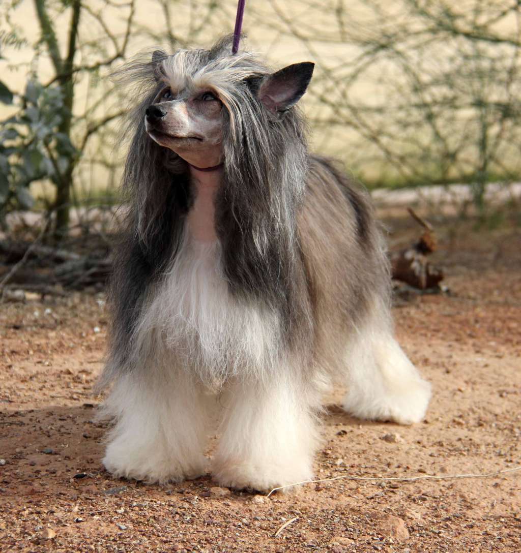 Gracieux Flying Free