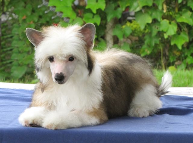 Lapinus Hakuna Matata