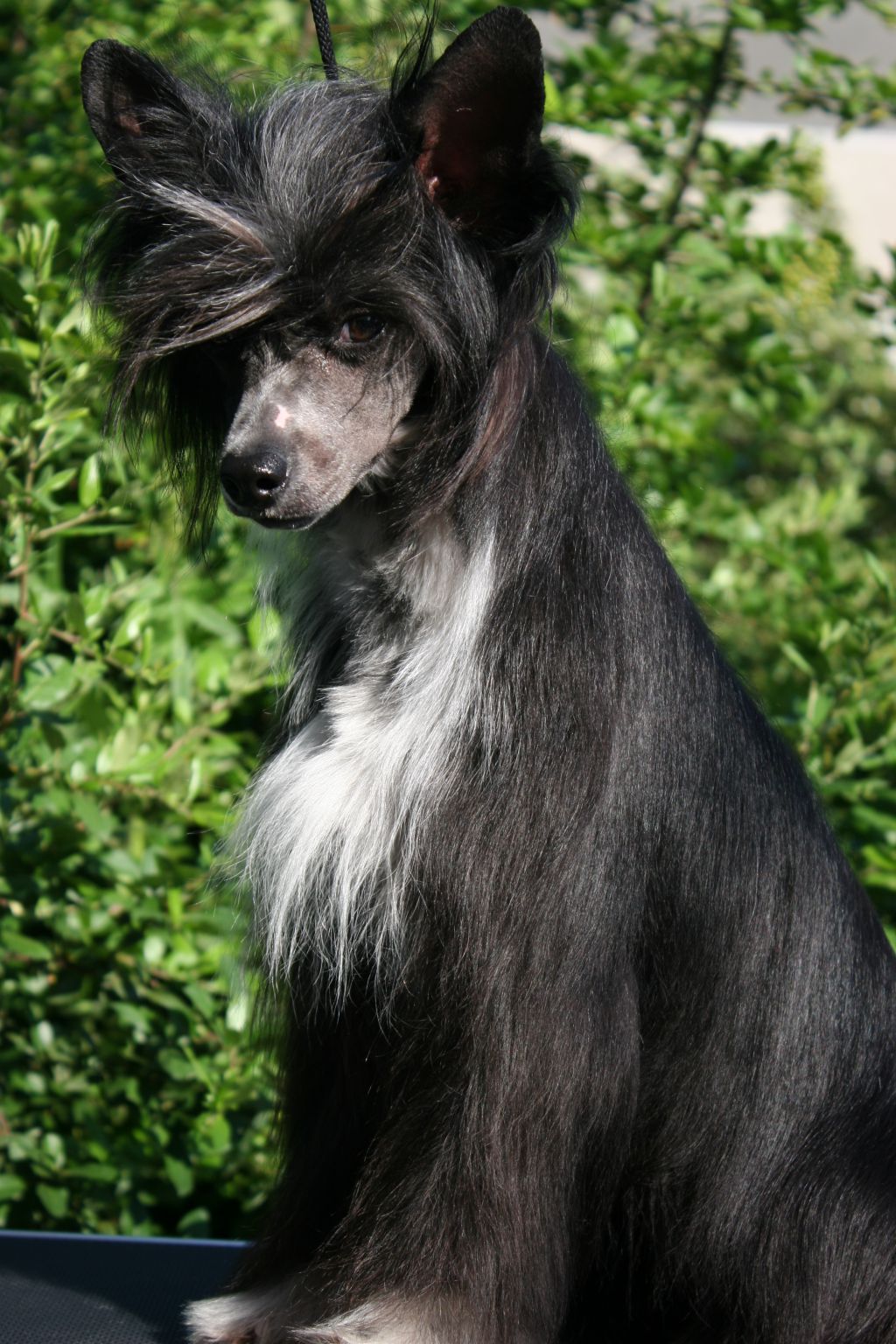 Yamata, The Strong Wish de Fageiro