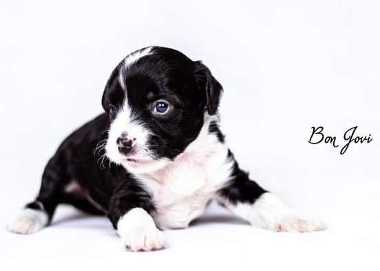 Healing Power Bon Jovi