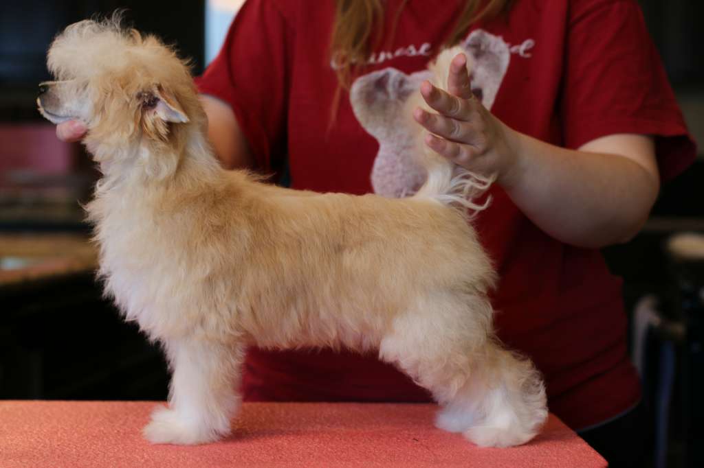 Charisma The Future Is Gold