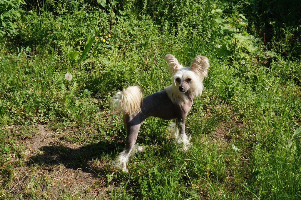 Malenkaya Feya Anabel