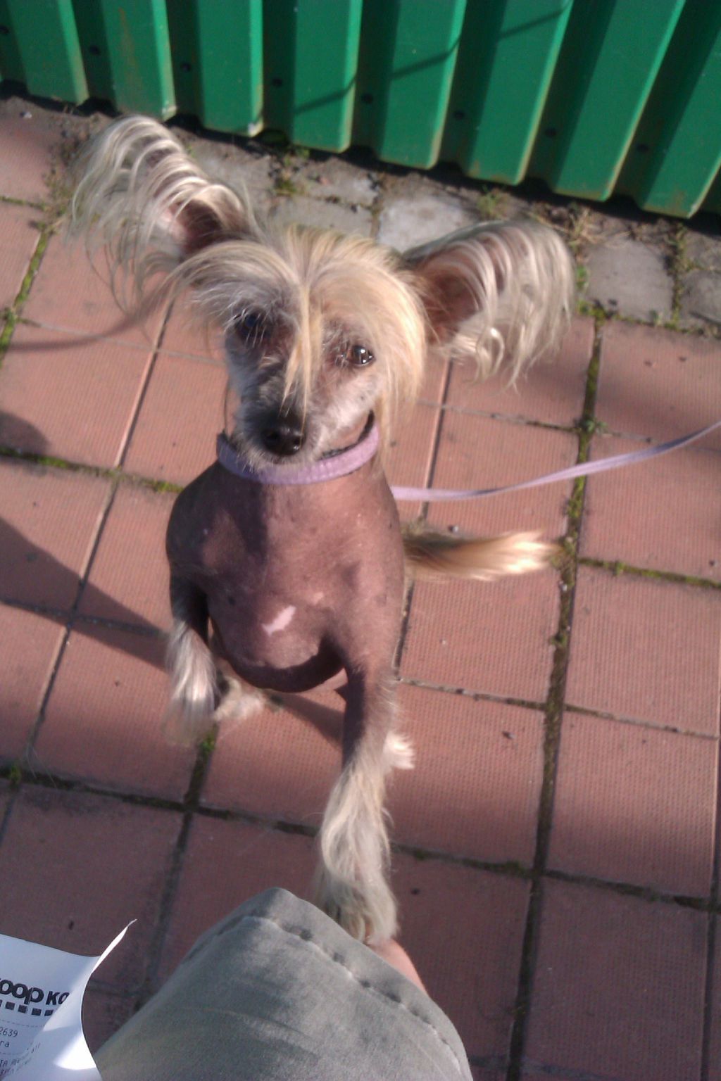 Sasquehanna Sawannah