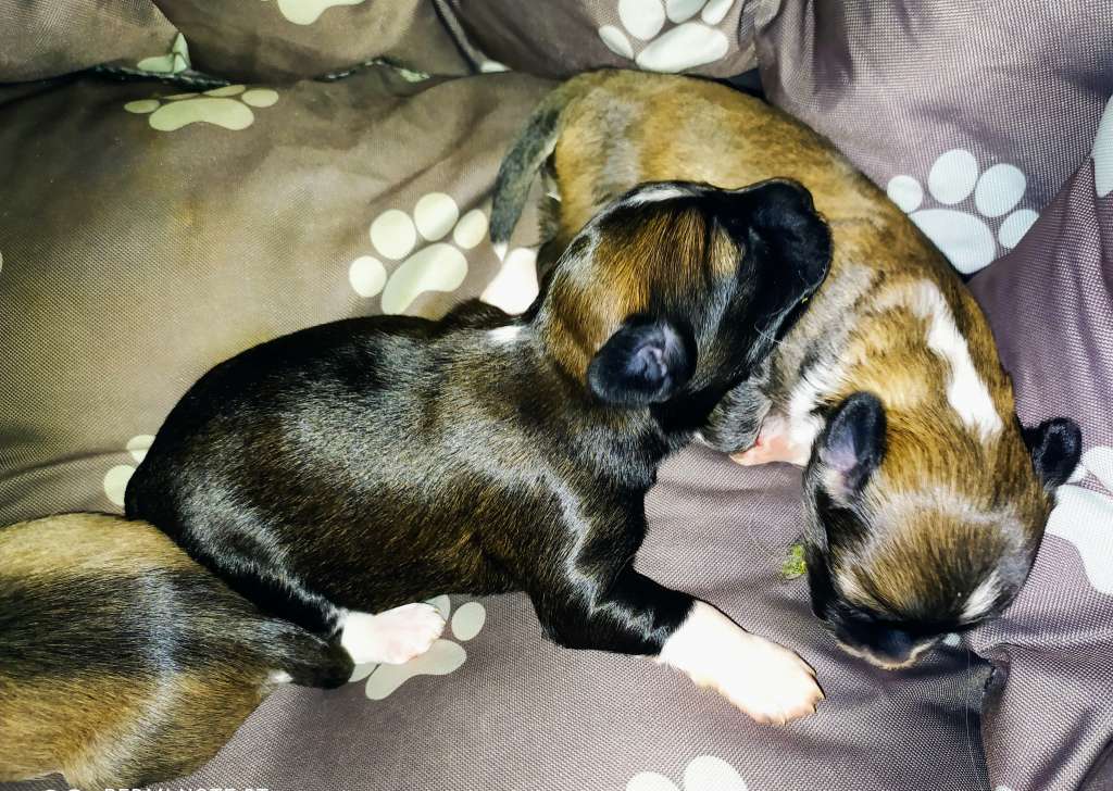 Deku Dabi Haneli Nice