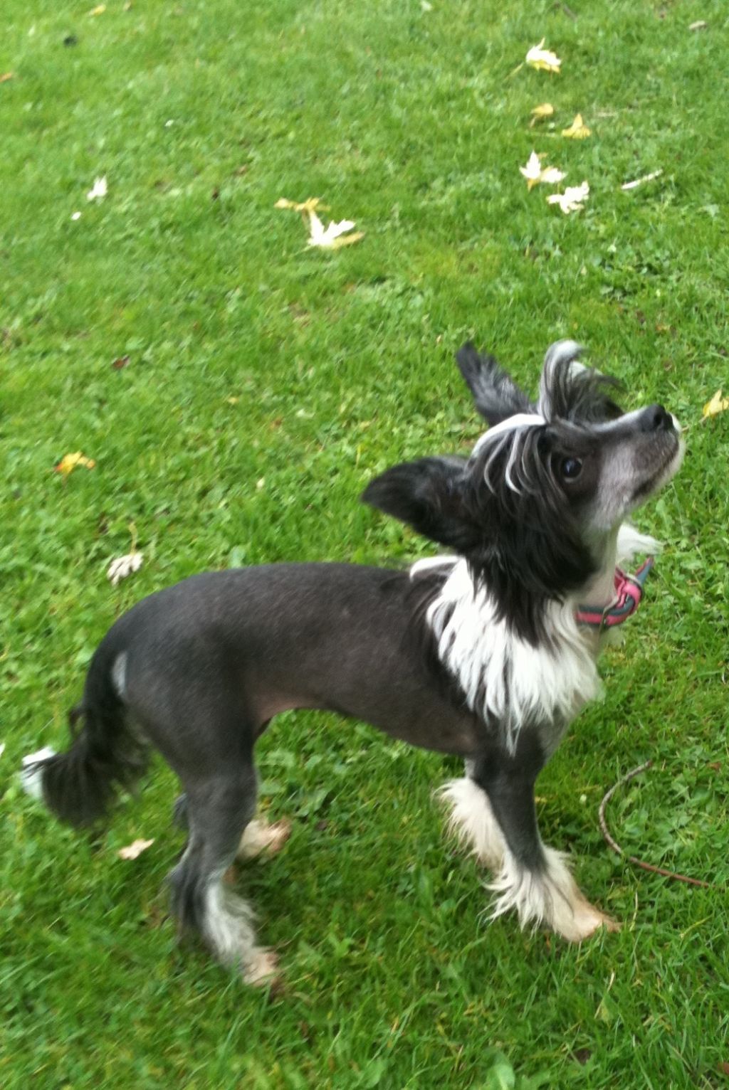 Reznor Venus in Furs