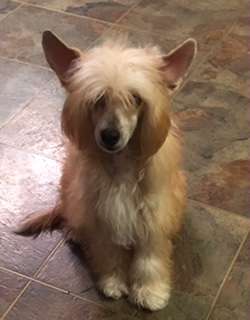 Sunlit Carrera's Mon Pere' Est Le Cirque