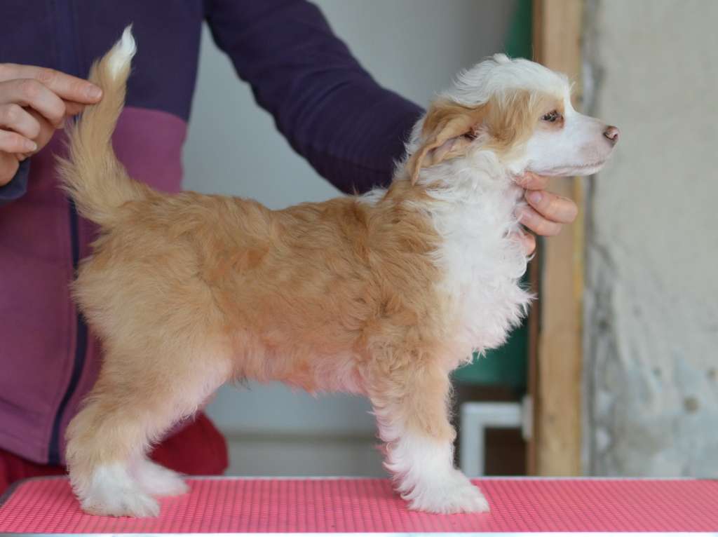 Rihard iz Sozvezdiya Khana